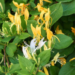 Set 6 Yellow White Honeysuckle Plants Cuttings, 8-10 Inches Tall Flower Honeysuckle Vine Plant Cutting for Planting, Unrooted
