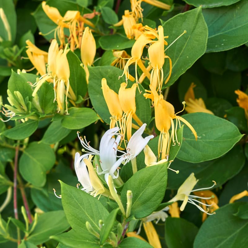 Set 6 Yellow White Honeysuckle Plants Cuttings, 8-10 Inches Tall Flower Honeysuckle Vine Plant Cutting for Planting, Unrooted