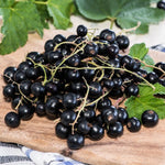 Consort Black Currant Plant Live, Black Currant Bush Live Plant, 1 Year Old, Currant Berries Currant Tree, Currant Fruit Bare Root