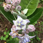 2 Broad Leaf Milkweed Plants Live, Tropical Butterfly Milkweed 4-8 Inches, Perennial Milkweeds Flowers Well Rooted Container or Outdoor Growing