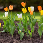10 Top Size Tulip Bulbs by Hardiness Zones 3 to 11, Mixed Double Peony Tulips Bulb Bulk for Fall Planting, Assorted Colors
