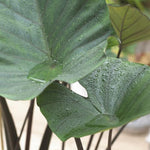 Black Stems Green Leaf Colocasia Live Plant, 5 to 8" in Tall, Taro Elephant Ear Alocasia Esculenta Live Plant for Planting, Live Colocasia Houseplant