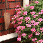 Sets 4 Perennial Verbena Live Plants Ground Cover or Trailing 1-4" Plugs, Pink Bloom, Outdoor Planting Spring