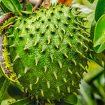Sweet Soursop Fruit Tree, Annona Muricata Soursop Tree Live Plant 5 to 9 Inches Height, Soursop Plant Live for Planting, No Pot