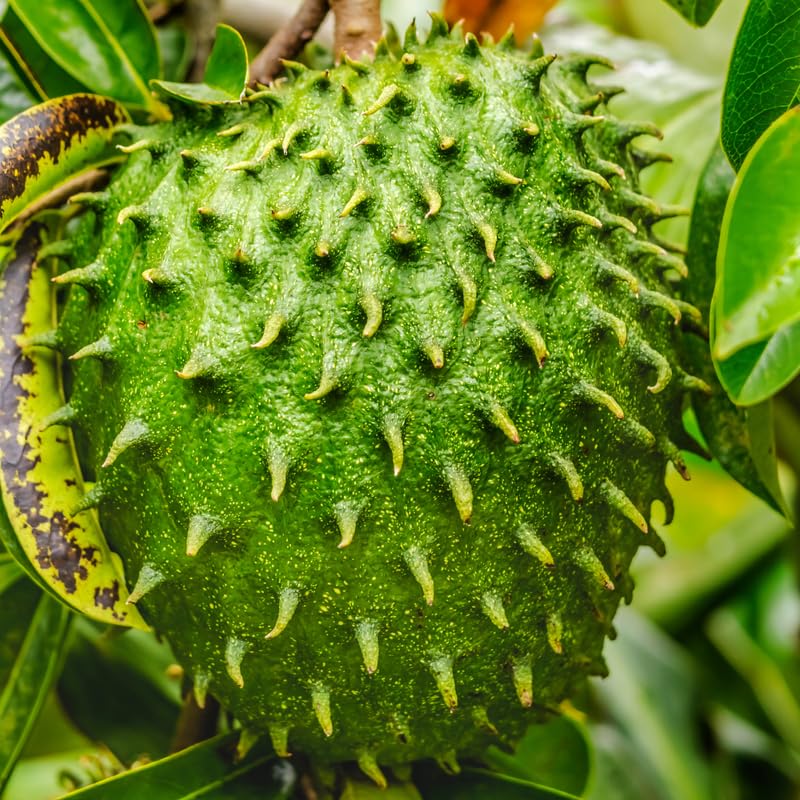 Sweet Soursop Fruit Tree, Annona Muricata Soursop Tree Live Plant 5 to 9 Inches Height, Soursop Plant Live for Planting, No Pot