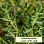 Thyme Live Plant 4 Inch Tall, Fragrant Green Tree, Herb Plant for Indoor or Outdoor Growing (French Thyme)
