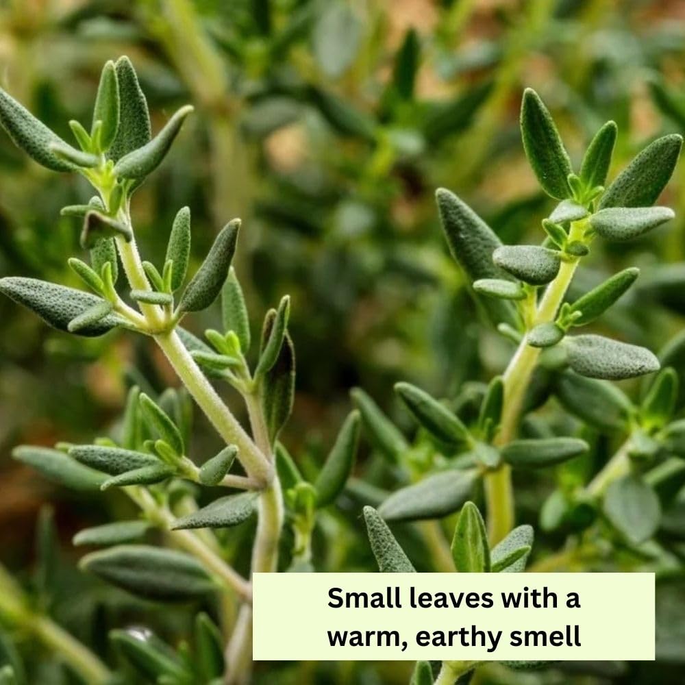 Thyme Live Plant 4 Inch Tall, Fragrant Green Tree, Herb Plant for Indoor or Outdoor Growing (French Thyme)