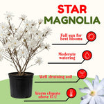 Sweetbay Magnolia Tree Live Plant in 2.5 Inches in Pot, Starter Plant, Fragrant Perennial Ornamental Plants Shrub for Outdoor Garden