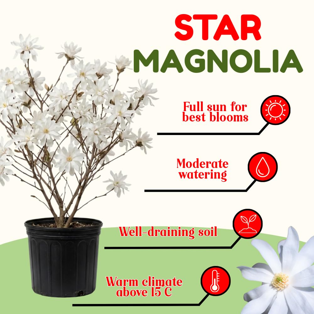 Sweetbay Magnolia Tree Live Plant in 2.5 Inches in Pot, Starter Plant, Fragrant Perennial Ornamental Plants Shrub for Outdoor Garden