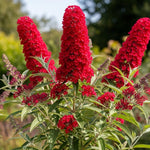 AVERAR 6 Months Old Red Butterfly Bush Live Plant, Butterfly Bushes Ready to Plant Outdoor, Buddleia Plant Bush Shrub 5-7 Inches Tall, No Pot
