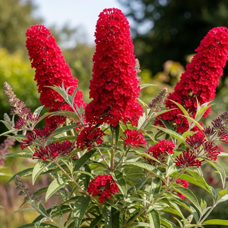AVERAR 6 Months Old Red Butterfly Bush Live Plant, Butterfly Bushes Ready to Plant Outdoor, Buddleia Plant Bush Shrub 5-7 Inches Tall, No Pot