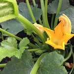 Yellow Spaghetti Squash Live Plant 4" Pot, Live Yellow Squash Plants in 3-5 Inch Tall, Vegetable Seedlings for Planting Outdoor Garden