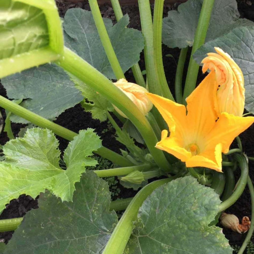 Yellow Spaghetti Squash Live Plant 4" Pot, Live Yellow Squash Plants in 3-5 Inch Tall, Vegetable Seedlings for Planting Outdoor Garden