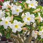 White Desert Rose Live Plant, Adenium Succulent, 4-6" Tall
