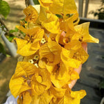 Sets 3 Climbing Bougainvillea Plants Live for Full Sun Trellis Tree, Shrub or Vine Bougainvillea Vibrant Bloom, Very Hardy, 5-9" Tall, Yellow