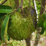 Soursop Plant Live, Guanabana Tree Live Plants, 5 to 8 Inc Tall, Soursop Tree Live Plant, Gardening Outdoor