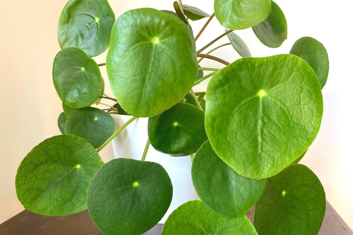 3 Money Plants Live, Pilea Peperomioides Live, Money Tree Plant Indoor, 3 to 6 Inc Tall, Money Plant Live Houseplants for Garden, Easy to Plant, No Pot