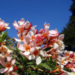 Salmon Oleander Live Plant, Oleander Flower Plants Shrub, Outdoor Growing 4-8 Inches