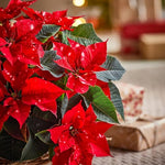 2 Poinsettia Plants Live, Rare Red Poinsettia Flowers Christmas Decorations, Holiday Houseplant, Poinsettias Trees Plants, No Pot, 5-9" Tall