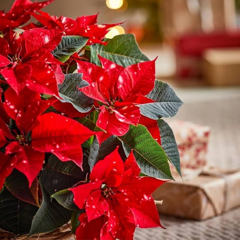 2 Poinsettia Plants Live, Rare Red Poinsettia Flowers Christmas Decorations, Holiday Houseplant, Poinsettias Trees Plants, No Pot, 5-9" Tall