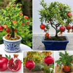 Wonderful Pomegranate Tree Live Plant, Hardy Pomegranate Fruit Tree for Outdoor Indoor Planting, Sweet Pomegranate Plant, Well-Rooted, 4 Inches Pot Plant, 7-10 Inches Tall
