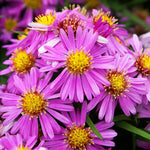 Live Aster Plant for Planting, Vibrant Blooms 4-9 Inch Tall, Hardy and Perennial Aster, Ideal for Container and Outdoor Growing