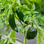 Set 4 Super Hot Peppers Live Plants, 90 Days Old Hot Pepper Chili Plant for Spring Planting, Assorted Color (Green Trident Pepper)