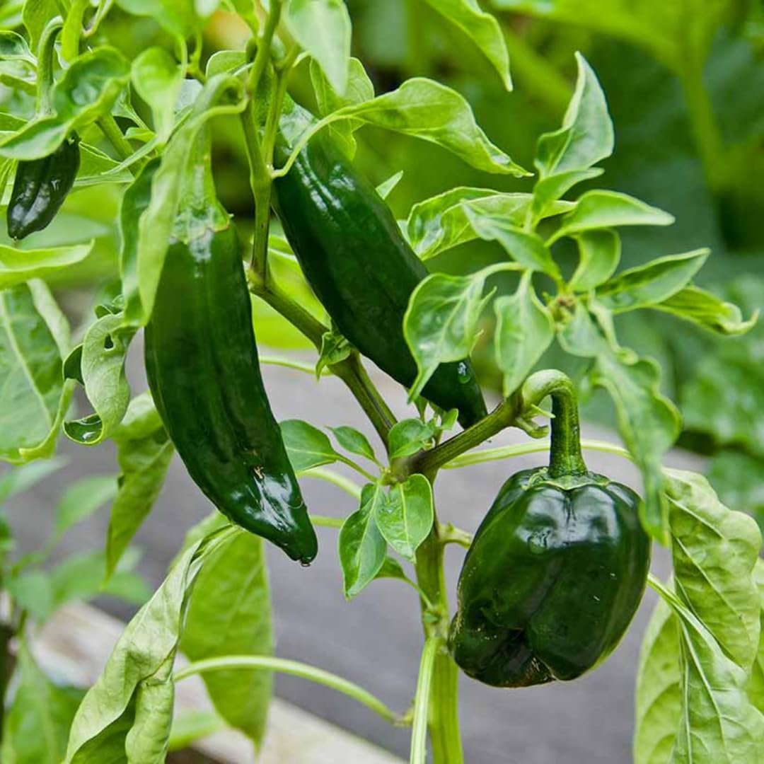 Set 4 Super Hot Peppers Live Plants, 90 Days Old Hot Pepper Chili Plant for Spring Planting, Assorted Color (Green Trident Pepper)