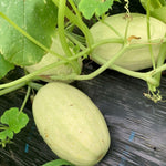 Yellow Spaghetti Squash Live Plant 4" Pot, Live Yellow Squash Plants in 3-5 Inch Tall, Vegetable Seedlings for Planting Outdoor Garden