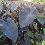 Colocasia Esculenta, Colocasia Live Plant, Elephant Ears Live Plant, Esculenta Taro Live Houseplant, 5-8 Inc Tall, No Pot (Rare Colocasia)