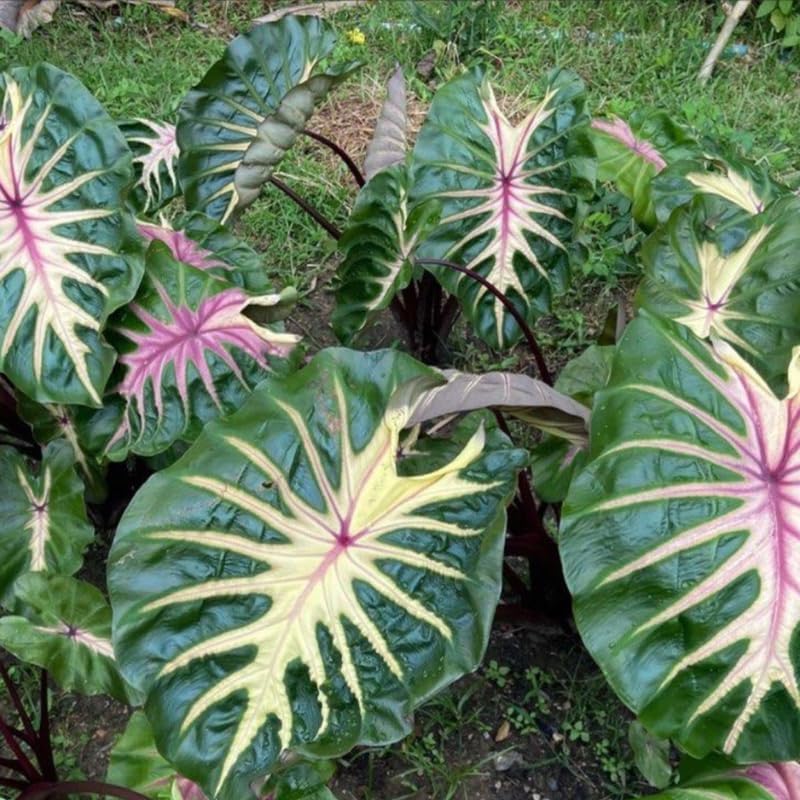 Combo 3 Pink Green Colocasia Live Plants, Elephant Ear Esculenta Taro, 5 to 8" in Tall, Alocasia Live Plant for Planting, Live Houseplant Colocasia Plant