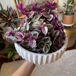 Pink Wandering Jew Plant 3.25 Inc Pot, Variegated Tradescantia Indoor Houseplant, Easy Care