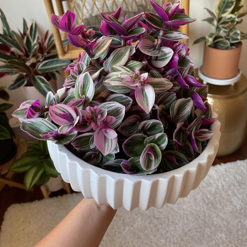Pink Wandering Jew Plant 3.25 Inc Pot, Variegated Tradescantia Indoor Houseplant, Easy Care