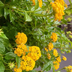 2 Lantana Plants Live, Lantana Live Plants for Planting Outdoors, Trailing Lantana Plants Live, 5 to 7 Inc Tall (Yellow)