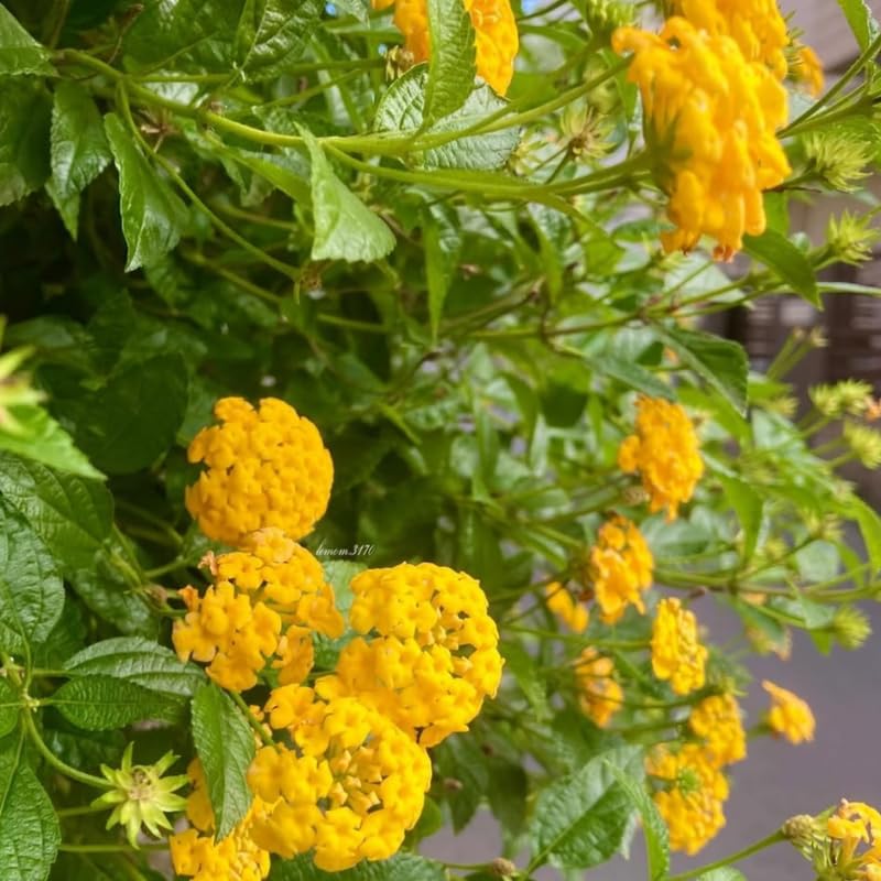 2 Lantana Plants Live, Lantana Live Plants for Planting Outdoors, Trailing Lantana Plants Live, 5 to 7 Inc Tall (Yellow)