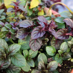 2 Mint Herb Plants Live, Well Rooted Mint Plants for Growing Indoor Outdoor 3-5 Inches