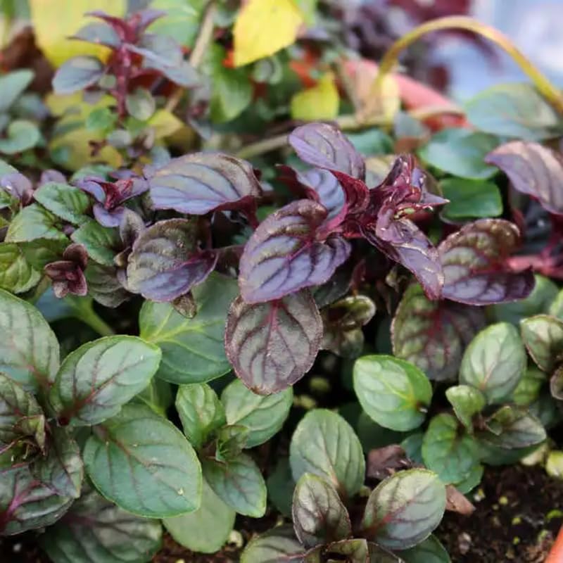 2 Mint Herb Plants Live, Well Rooted Mint Plants for Growing Indoor Outdoor 3-5 Inches
