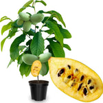 Pawpaw Trees Live Plants, 6-12" Paw Paw Seedling Plants, 1 Year Old Well Rooted, Common Pawpaw Asimina Triloba