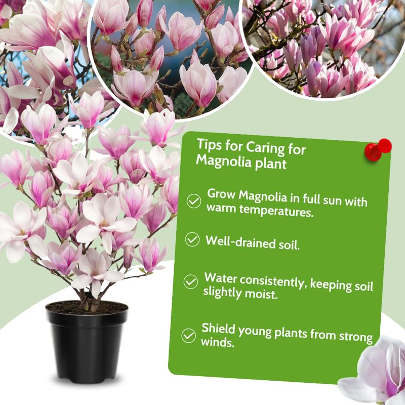 Saucer Magnolia Tree in Gallon Pot, Live Flowering Magnolia Tree, Hardy Ornamental Shade Trees with Fragrant Blooms