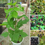 Pack 2 BlackBerry Live Plants, Perennial Blackberries Fruit Tree, Sweet-Pie BlackBerry Bushes 4-8 Inches Ready to Grow Outdoors