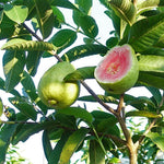 Pink Guava Tree Live Plant, 19-25 Inches Tall in Pot, Well Rooted, Ready to Bear Fruit, Large Guava Trees for Planting, 1-2 Years Old