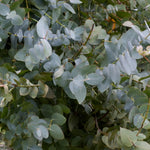 Silver Eucalyptus Plant Live, 5-7 Inc Tall, Cold Hardy Tree, Fragrant Foliage, Eucalyptus Plant, Ready for Indoor Outdoor Planting