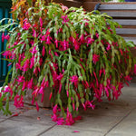 Christmas Cactus Plants Live, Thanksgiving Cactus Easter Cactus Like, 4-8 Inc Tall, Cold Hardy, Holiday Cactus for Indoor Outdoor Planting, Starter Size (Pink)