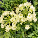 2 Light Green Verbena Plants Live, Perennial Ground Cover or Trailing Bushes Shrubs, 5-9 Inches Tall, Verbena Flower for Planting