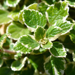 2 Swedish Ivy Plants Live Indoors to Grow Starter Plants, Plectranthus Australis Swedish Ivy House Plants, Live Swedish Ivy Vine Creeping Charlie, 4-6" Tall (Variegated Swedish Ivy)