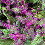 2 Purple Passion Plants Live, Gynura Aurantiaca Purple Velvet Passion Live Plants, 4-9 Inch Tall, Royal Velvet Plant Indoor