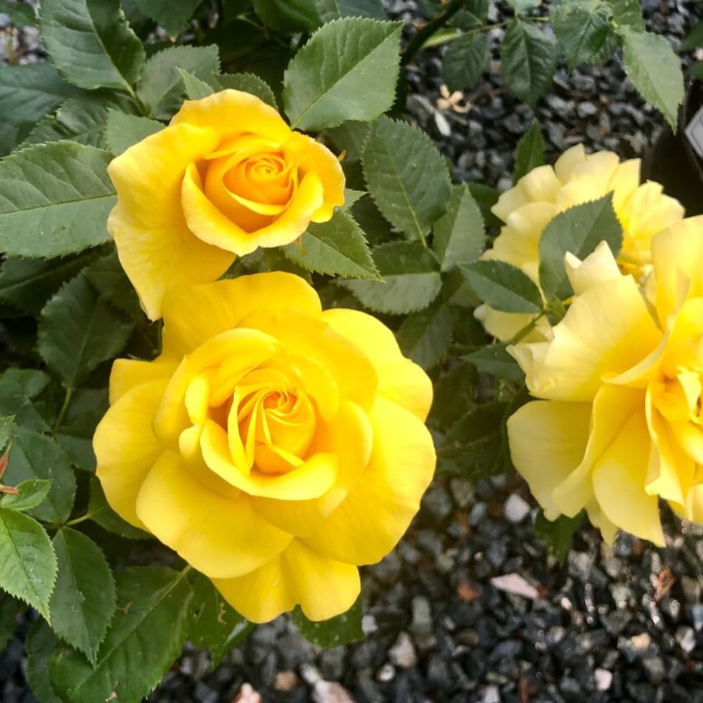 Rose Plant Live, Hybrid Tea Rose Bush Live Plant, 5-9 Inch Tall, Fragrant Flowers Shrub Ready to Plant Outdoor, No Pot, Well-Rooted (Yellow Rose Plant)