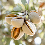 5 Pecan Trees Live Plants, Dormant, Bare Roots, Nuts Tree for Spring Planting, 1-2 Feet Tall, Hardy Pecan Nut Seedlings