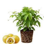Passion Fruit Tree Live Plant, Yellow Passionfruit Vine Plant Live, Passion Fruit Live Plant for Garden 5 to 8 Inc in Height