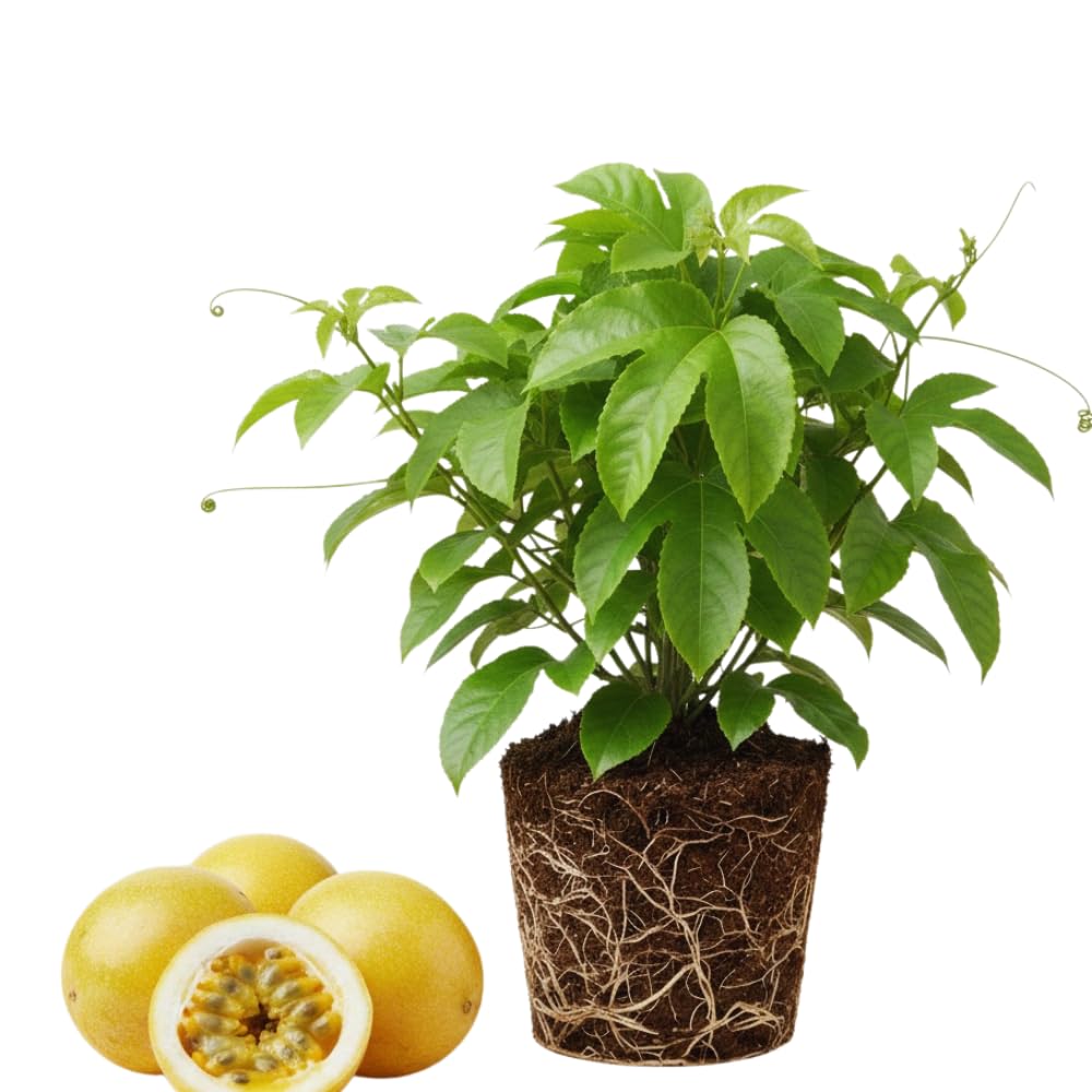 Passion Fruit Tree Live Plant, Yellow Passionfruit Vine Plant Live, Passion Fruit Live Plant for Garden 5 to 8 Inc in Height